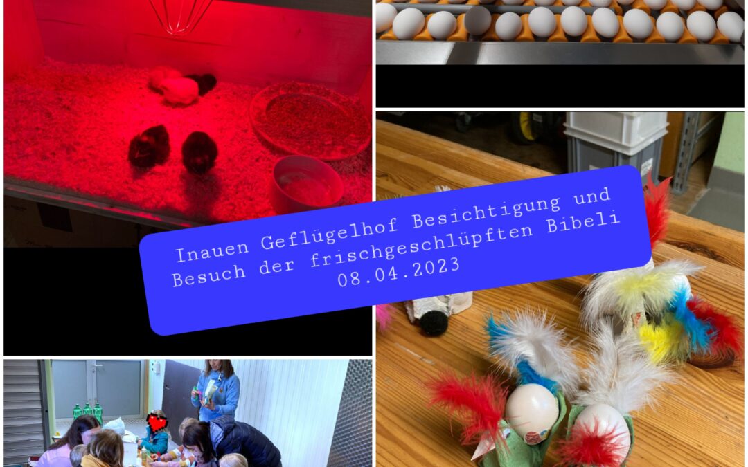 Besuch bei den frischgeschlüpften Bibeli! 05.04.2023